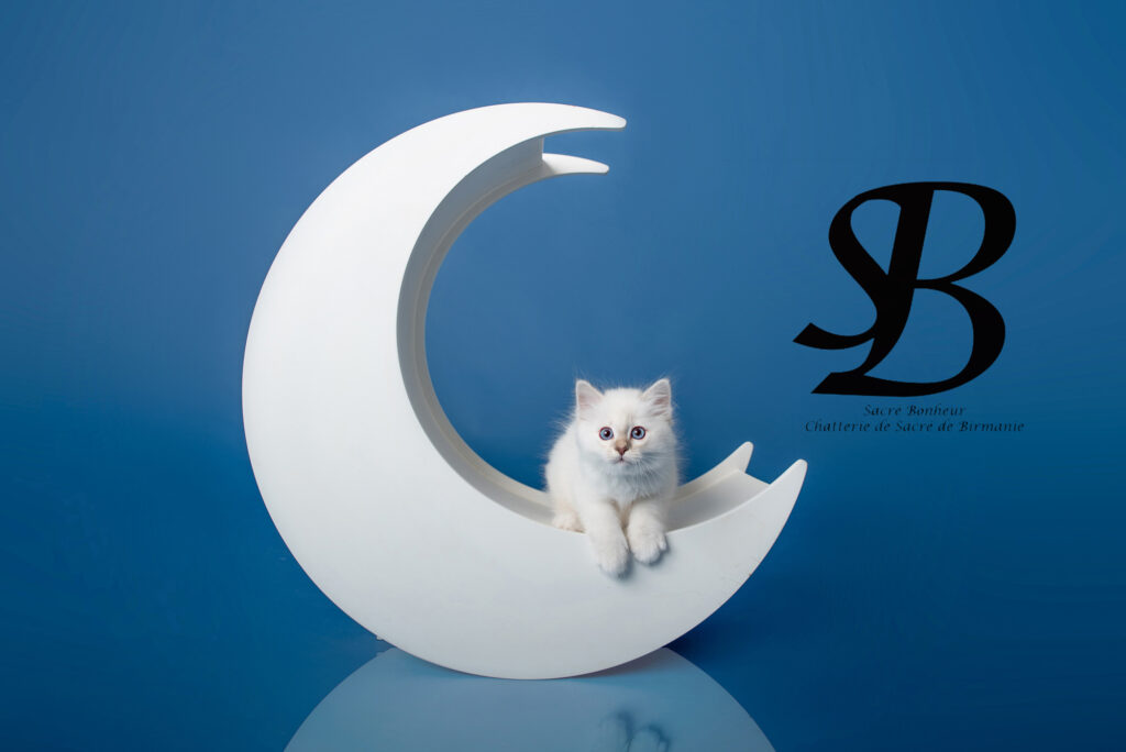 photo chaton sur lune en bois au studio photo de Tourves