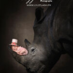 une petite fille à la naissance dans une combinaison rose a froufrous dort sur la corne de ce beau rhinocéros. Une dualité pour montrer toute la personnalité de ce bébé qui a déjà livré de grand combat