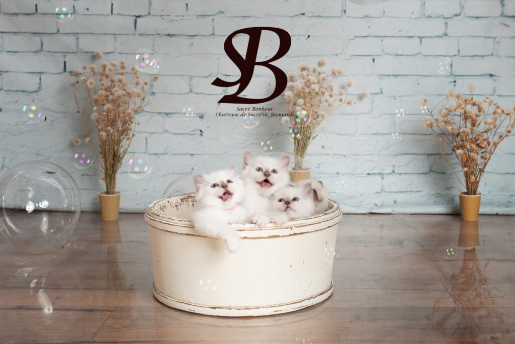 Chat en studio photo