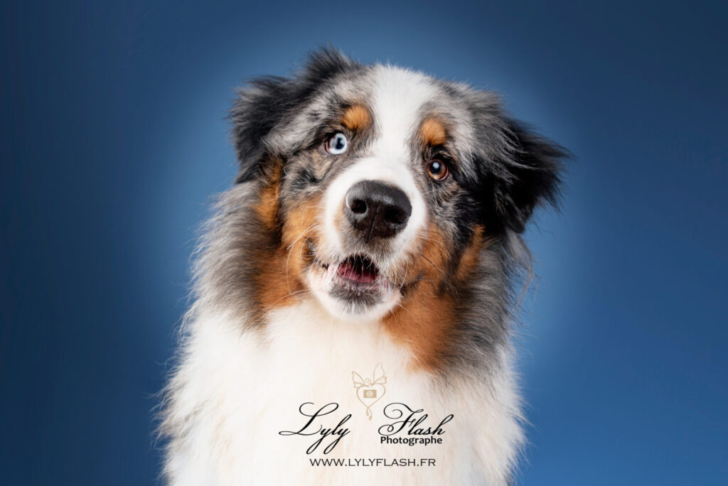 photo chien adulte Var