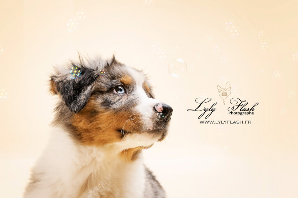 séance photo pour chien et chiot en studio sur brignoles