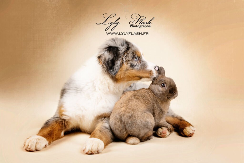 photo chiot qui fait un bisous à un lapin