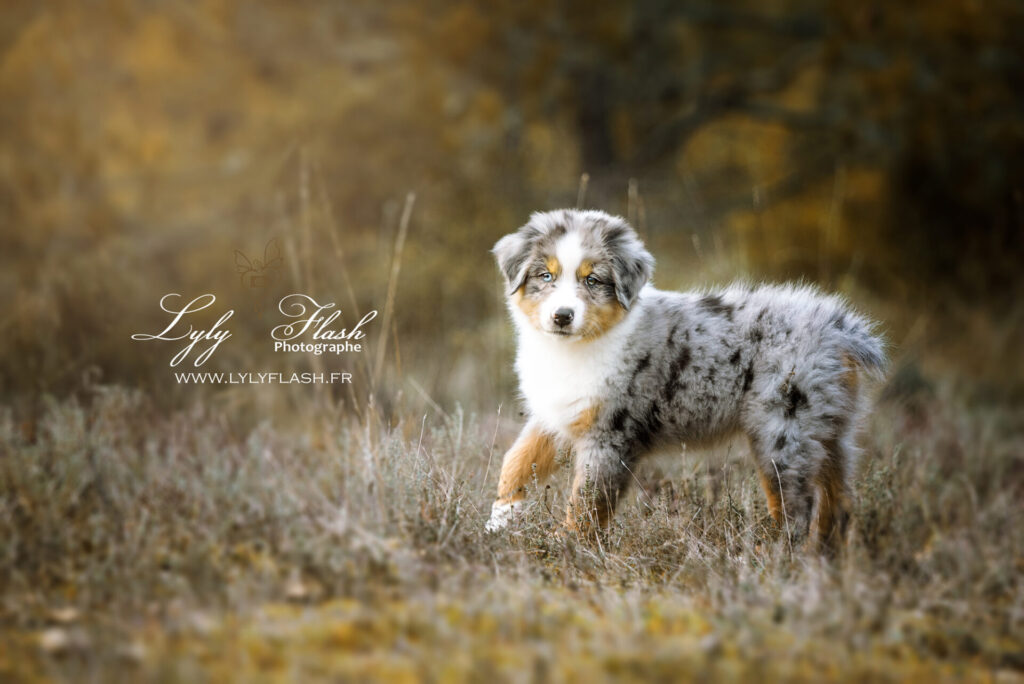 photo chiot en exterieur