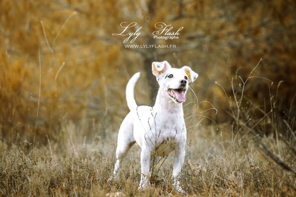 photo guide pour la photographie d animaux à Draguignan