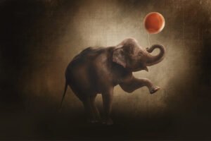 photographe bebe-naissance-grossesse