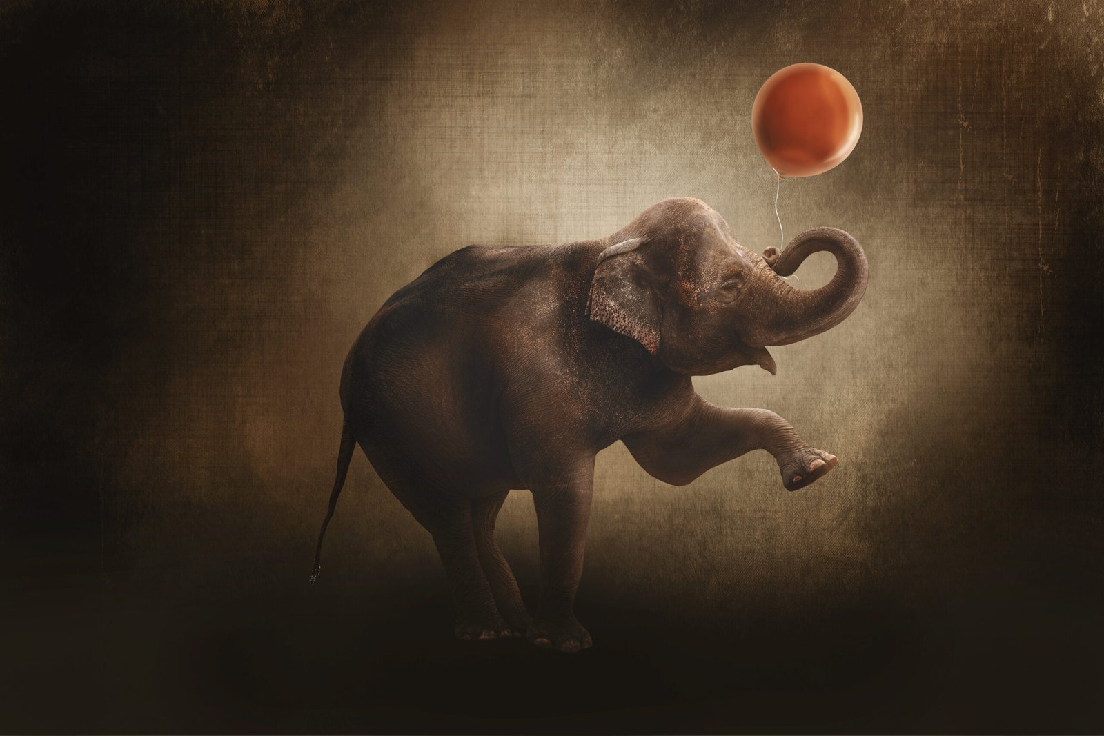 éléphant circus – Image 2