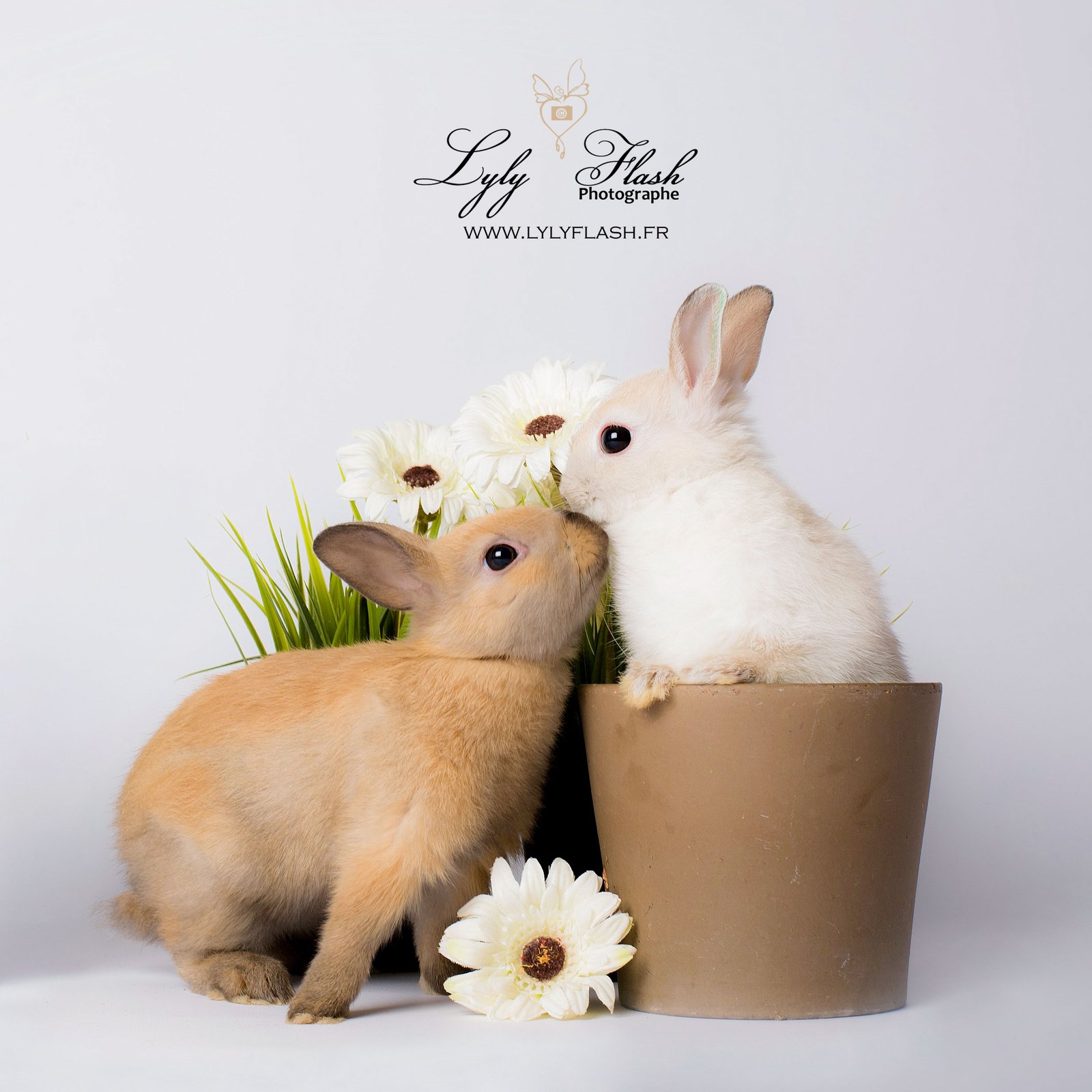 Photographie professionnelle réalisée en studio après travail de lumière de composition et de retouche