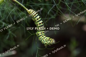 DEMO-LYLYFLASH-chenille-4